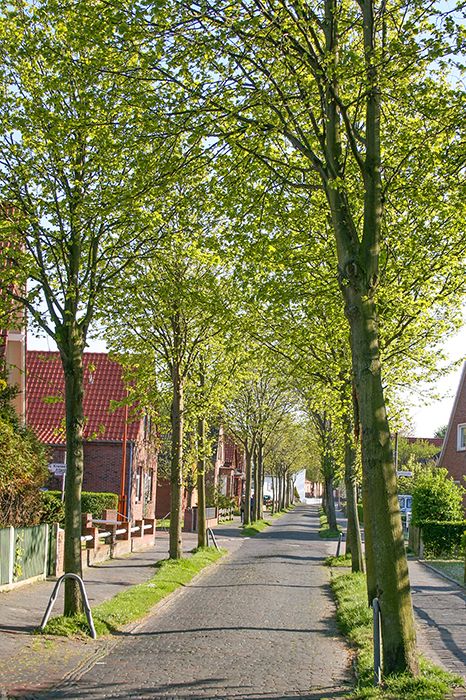 Der Wiesenweg auf Borkum